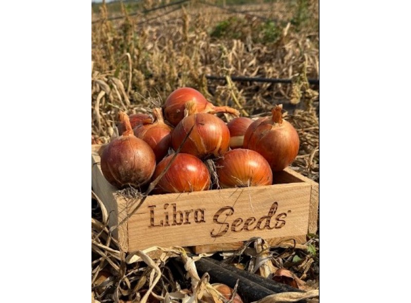 005 F1 семена раннего лука 250000 семян, Libra Seeds, Италия